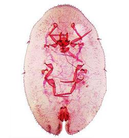   Parthenolecanium corni  